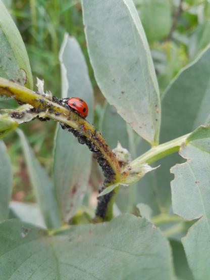 Des pucerons noirs sur un tige de fèves. Une coccinelle à sept poins est sur le coup