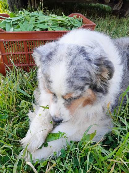 Jojo notre chienne qui mange un pois gourmands à côté d'une caisse qui en est pleine