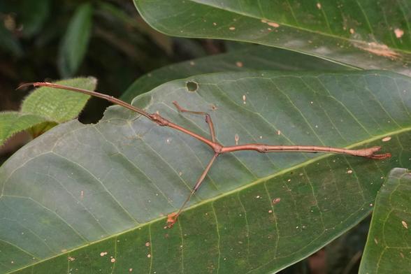 A long, thin, insect resting on a leaf. It is brown and resembles a bent stick with two protrusions sticking out the side.