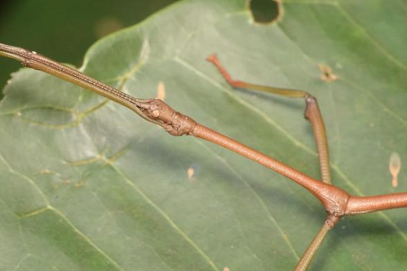 A closer look at the stick insect, showing its head and long antenna sticking out in front of it. It is also holding its two front legs in front of it, enhancing the illusion that it is a long stick.