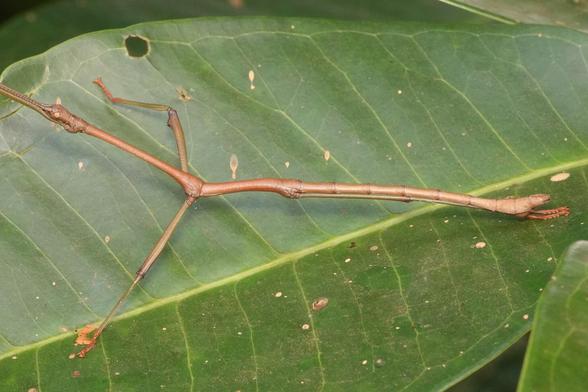 A view of the body of the stick insect. Its middle legs are sticking out to the side, while the two rear legs stick out to the rear alongside its long abdomen.