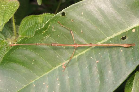 A view of the stick insect from the top, showing it as a long, thin, straight stick.