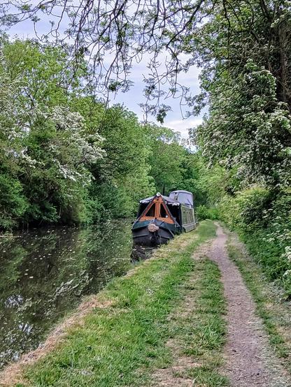 The narrowboat Erica tied up under lacework vieils of hawthorn and elder. She is snuggled close to the bank. The air rings with the call of bay herons crying out in their nest high in the firs. A heron patiently strides long-legged along the bankside. The busyness and the quietness of spring.