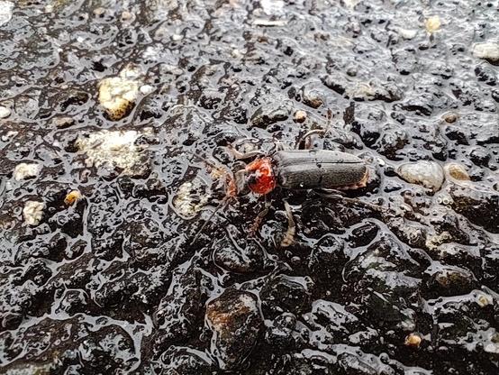 A macro shot of  a black and red beetle crawling across wet asphalt