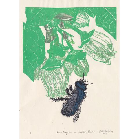 My linocut print shows an iridescent blue and translucent white chine collé blue orchard mason bee (Osmia lignaria) hanging upside down from a white wild blueberry flower. There are five other blueberry flowers and leaves and other parts of the plant in pale green with hints of red. Printed on ivory washi paper.