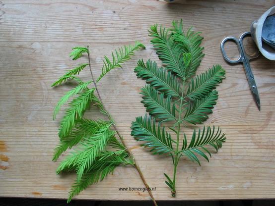 Photo of treespecies Metasequoia glyptostroboides : Category is photo of discerning trait
