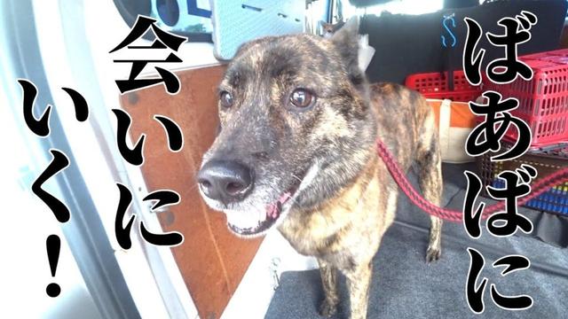 ばあばに会いに行ってきた！前編　 #甲斐犬 #柴犬　#dog