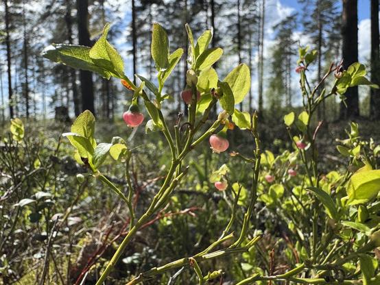 Bilberry flowers with a forest in the background. The flowers are red to pink-ish in color. The sun is shining nicely and it’s a warm day.