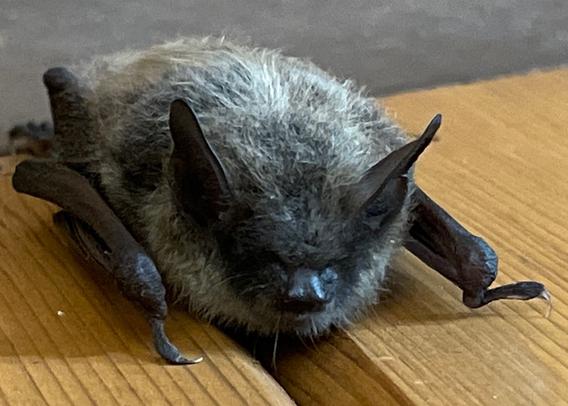 Pointy eared Little brown bat/myotis hanging on a wall in a campground bathroom