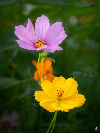 Color photo of yellow and pink cosmos flowers.