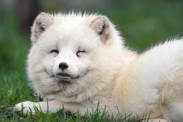 A very happy and very fluffy looking white arctic fox. Eyes are partly closed.
