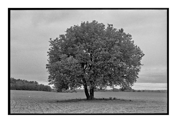A lone tree with a wide canopy stands in the middle of an empty plowed field under a cloudy sky. Shot on black and white film using a Minolta Dynax 7