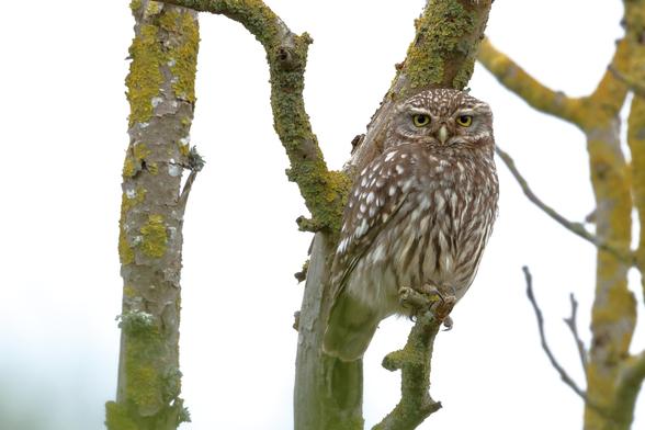 Chevêche d'Athéna
Little Owl
Athene noctua