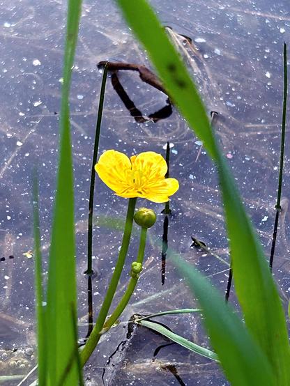 Marsh marigolds (𝘊𝘢𝘭𝘵𝘩𝘢 𝘱𝘢𝘭𝘶𝘴𝘵𝘳𝘪𝘴) growing up from the dark waters of a pond. There are three flowers but only the topmost one is open, in the center of the photo, a bright yellow splash of color framed by vertical green leafy blades against a background of speckled water looking a bit like a night sky.