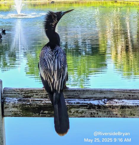 Unusual water bird perched atop a wooden fence overlooking a pond, reflecting back the bright morning sunshine and surroundings.