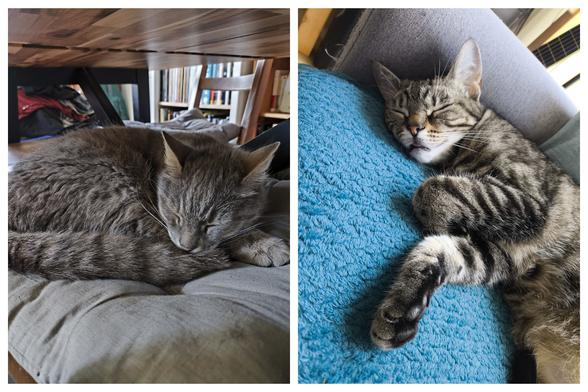 Montage de deux photos de chattes grises tigrées, toutes deux endormies à pattes fermées. Coriolis à gauche, est enroulée sur elle-même, installée sur un coussin gris clair sois une table en bois. Volta, à droite, étalée sur son côté, offrant un très joli petit blep