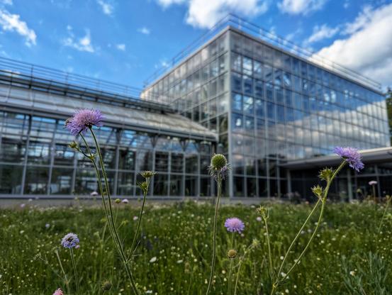 The image shows the Gruson-Gewächshäuser, featuring a modern glass and metal structure under a bright blue sky with scattered clouds. The building's reflective surfaces mirror the sky and surrounding greenery. In the foreground and in focus, a field of wildflowers, including purple and white blossoms, adds a natural element to the scene.