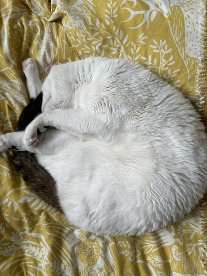 Photograph of a white and black cat, curled up in a ball on a yellow blanket