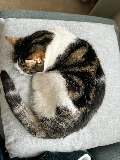 Photograph of a tabby cat, curled up in a ball on a grey cushion