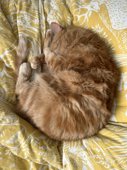Photograph of an orange cat, curled up in a ball on a yellow blanket