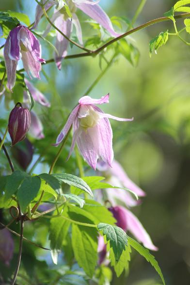 Close-up of a vine with new, bright green leaves and delicate pinkish flowers.