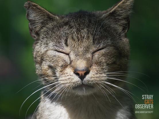 Portrait of a tabby cat closing his eyes in the bright sun, close-up
