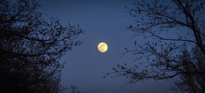 Tree silhouettes at night meeting moonlit skies with a full moon viable in the middle of the frame.
