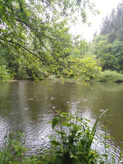 Raindrops on a pond.