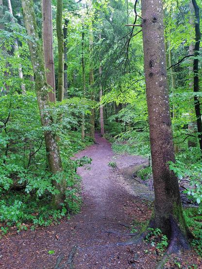 Foodpath in a forest next to a small Stream.