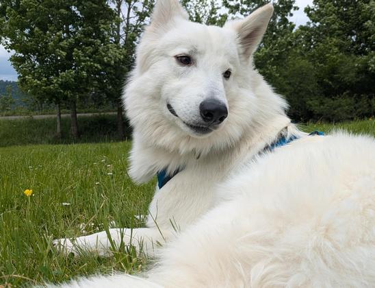 Jussi liegt neben mir und wartet, bis andere Menschen mit einem Hund vorbeigehen.