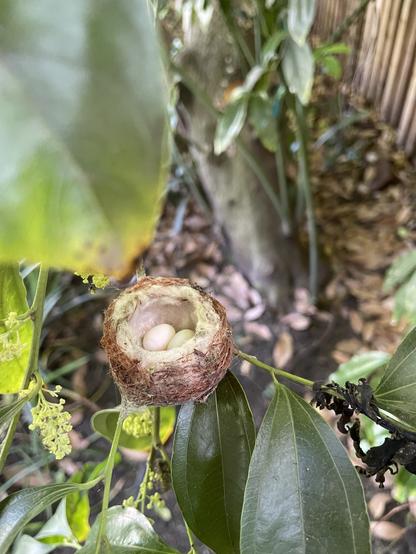 A tiny well built nest is perched on a small branch, amongst big flat green leaves. Two tiny eggs, one white and one a pale green are nestled inside.