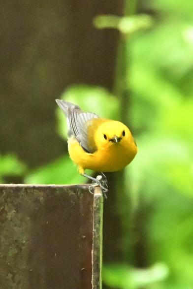 a bright yellow bird clings to a metal beam in a sea of green foliage and peers at the camera with black eyes

Belleplain State park Cape May, NJ - May 14 2025