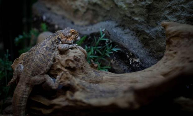 Una imagen de archivo de un ejemplar de 'Varanus exanthematicus'. (Getty Images)