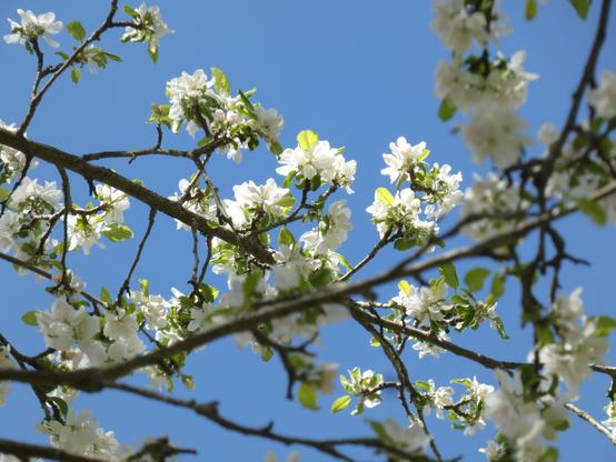 Dark apple branches loaded with bright blossoms criss-cross the field of view in this clear spring image. Sunshine lights up the white blossoms in the middle of the photo, drawing the eye toward their upward-stretching petals. A foreground branch bars the visual 'way', creating a sense of an obstacle to be overcome before the thing-in-itself is revealed. The background is a clear blue. The mood is hopeful.