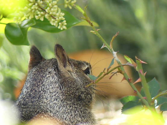 The head of a ground squirrel youngster as it sits considering the taste of rose stems, the young plant to the right of its head