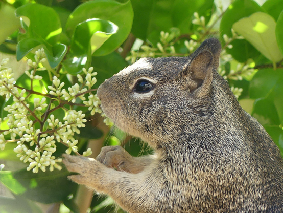 Now the squirrel is reaching up with tiny paws to nibble white privet flowers