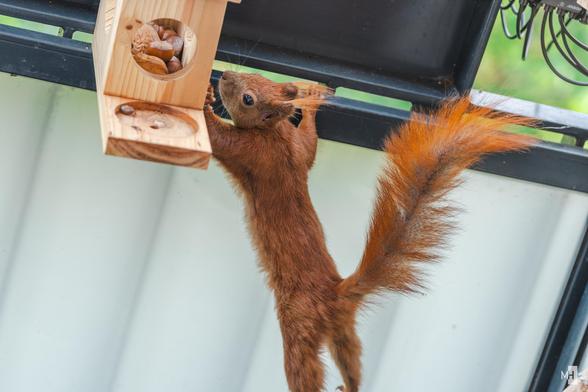 Ein Eichhörnchen streckt sich auf den Hinterbeinen, um an einen hölzernen Futterkasten zu gelangen, der mit Nüssen gefüllt ist. Sein buschiger Schwanz balanciert elegant in der Luft, während es mit gespannter Aufmerksamkeit nach den Leckereien greift. Die Szene fängt die flinke Beweglichkeit und den lebhaften Geist ein.