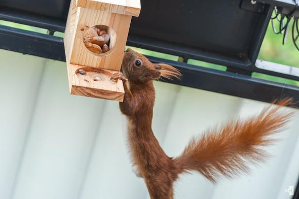 Ein Eichhörnchen streckt sich auf den Hinterbeinen, um an einen hölzernen Futterkasten zu gelangen, der mit Nüssen gefüllt ist. Sein buschiger Schwanz balanciert elegant in der Luft, während es mit gespannter Aufmerksamkeit nach den Leckereien greift. Die Szene fängt die flinke Beweglichkeit und den lebhaften Geist ein.