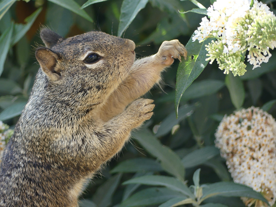 The young squirrel stands up reaching out with its arms to nab a large cluster of salvia blossoms