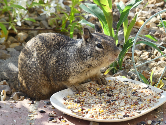 Now the youngster sits smiling before a plate of bird seed, ready to tuck in after enjoying its appetizers