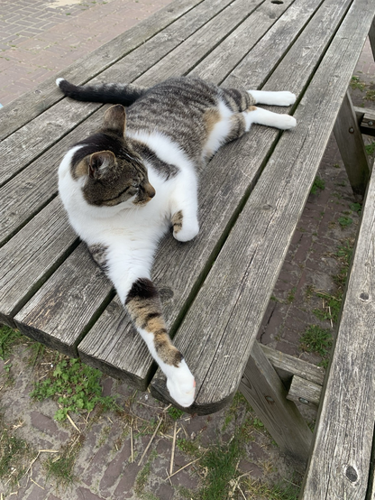White & gray cat, lying & posing on the wooden picknick table