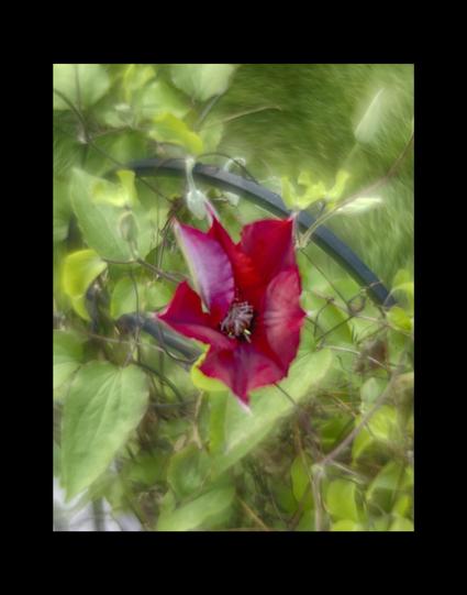 A red-violet clematis bloom centers a photo with a leafy background.
