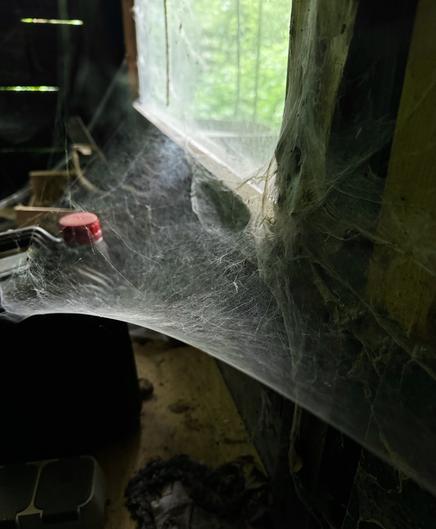 Nahaufnahme eines mit Spinnweben drapierten Fensters in einem dimmt beleuchteten Raum, mit einem verschwommenen Hintergrund, der einen Hauch von Grün im Freien zeigt. Eine rote Kappe und dunkle Objekte sind teilweise auf einer Oberfläche darunter sichtbar.