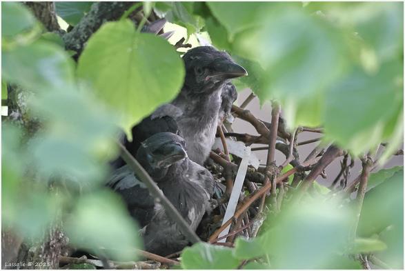 Ein letztes Bild mit den Krähenjungen im lange beobachteten Nest. Gut sind noch die Plastikbänder zu erkennen.
Das Nest ist umkränzt vom Blattwerk einer Linde.

Die Qualität der Aufnahme leidet etwas unter der sehr hohen ISO-Einstellung und der Nachbearbeitung durch eine Anhebung der Dunkelräume. Es rauscht im Gebüsch 😬 Die Pixelpieper bitte ich um Nachsicht 🤣