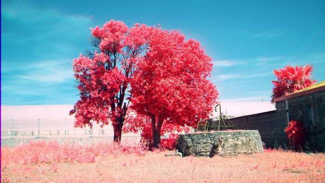 Digital aerochrome of my favourite tree and well.