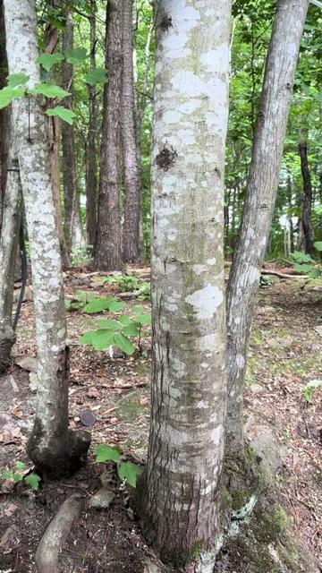 Anyone else in North Carolina feel or hear rhythmic ground thumps this morning? (May 25, 2025 around 10:55–11:05 AM)