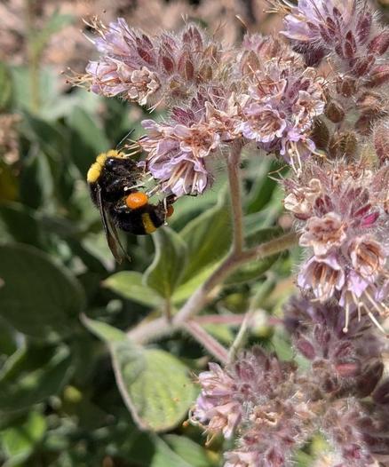 A bumblebee with a yellow head, black body, and two yellow stripes on its posterior gathers pollen from older, faded phacelia californica flowers. It has two prominent bundles of orange pollen stuck to its hind legs. This bee is likely bombus vosnesenskii, a native California bee.