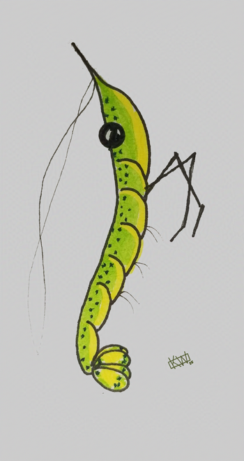 Ink drawing of a happy shrimp has a green back with black spots  &  a yellow stomach.