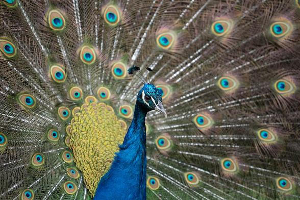 Close-up of a male peacock with its iridescent blue and green tail feathers fully fanned out. The intricate feather pattern shows numerous vivid "eyespot" markings, each reflecting vibrant blue and green hues.