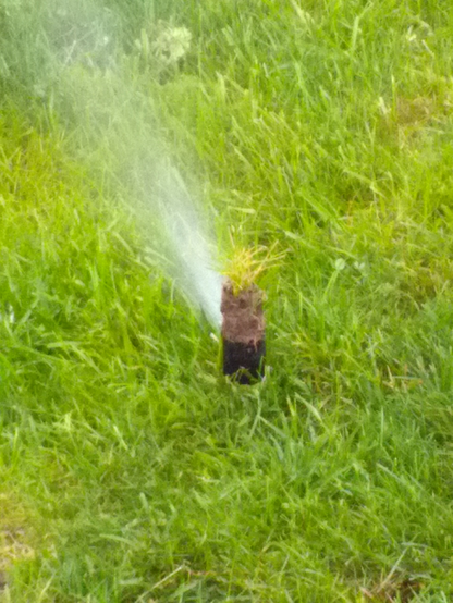 an automatic sprinkler spraying water on a patch of grass. On top of the sprinkler is a mound of dirt and a smaller patch of grass.